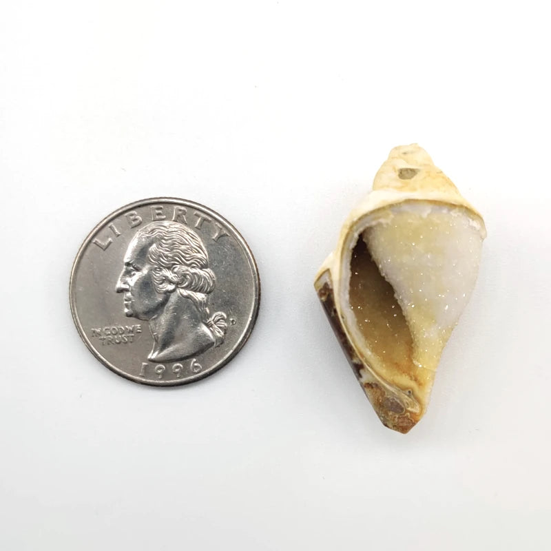 Fossil shell next to a U.S. quarter on a white background