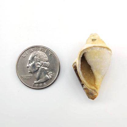 Fossil shell next to a U.S. quarter on a white background